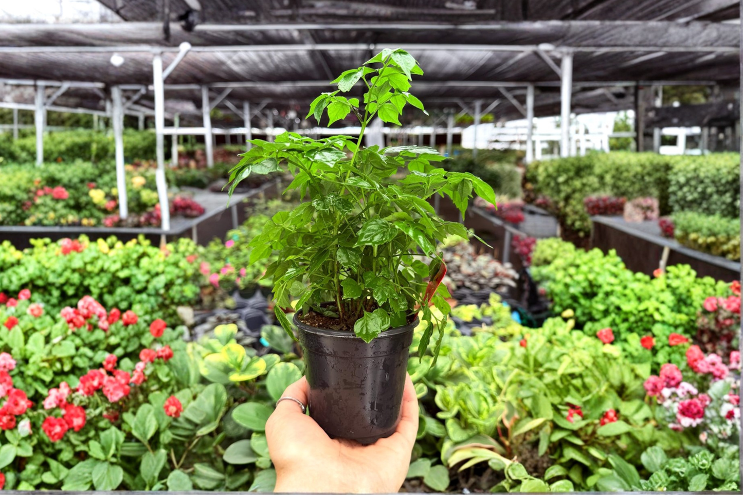 2 Exact Radermachera sinica 'China Doll' Live Plants – 4-Inch Potted Houseplants