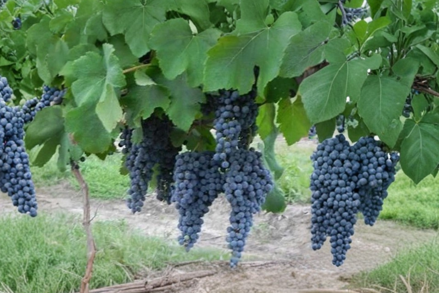 Pinot Noir Wine Grape Vine Live Plant 3 Gallon Grape Vine for Garden Trellis Vineyard, Outdoor Climbing Fruit Vine