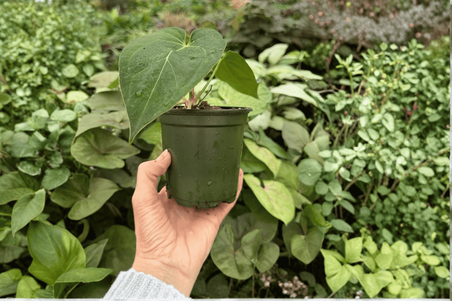 2 Anthurium Venom × Magnificum Exact Live Plants – Specific Plants in 4-Inch Pots