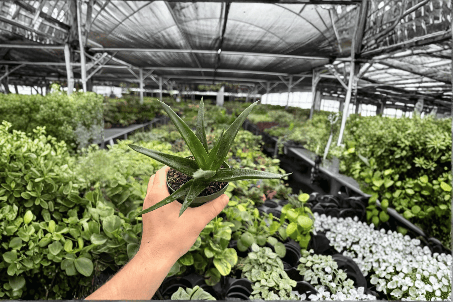 Aloe Black Gem 2 Exact Live Plants – 4-Inch Pots – ‘Black Gem’