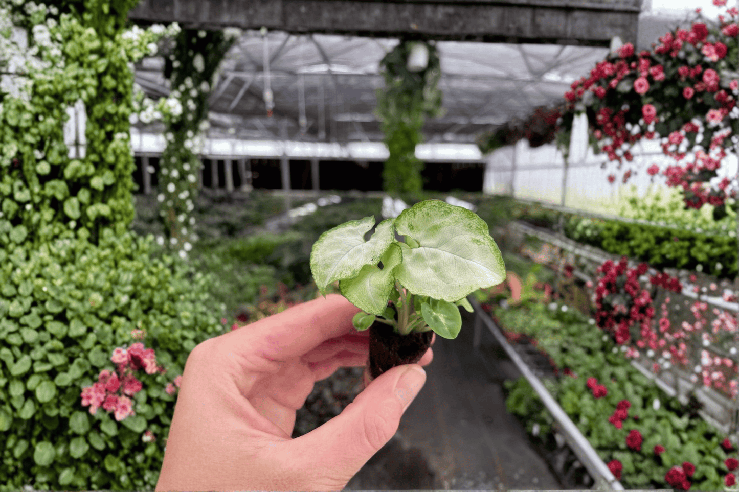 2 Syngonium Moonshine Starter Plants in Soil Pods – Syngonium podophyllum 'Moonshine'