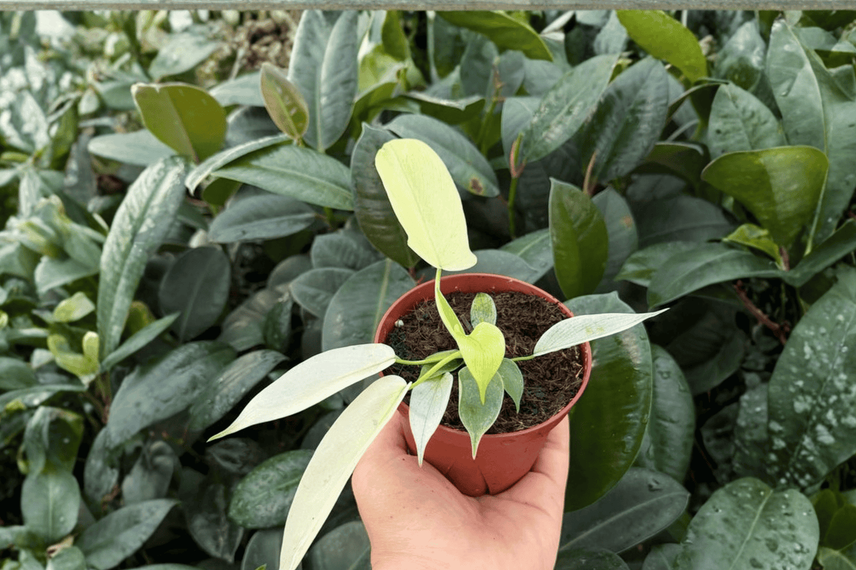 Philodendron Florida Ghost Mint 2 Exact Live Plants – 4” Size