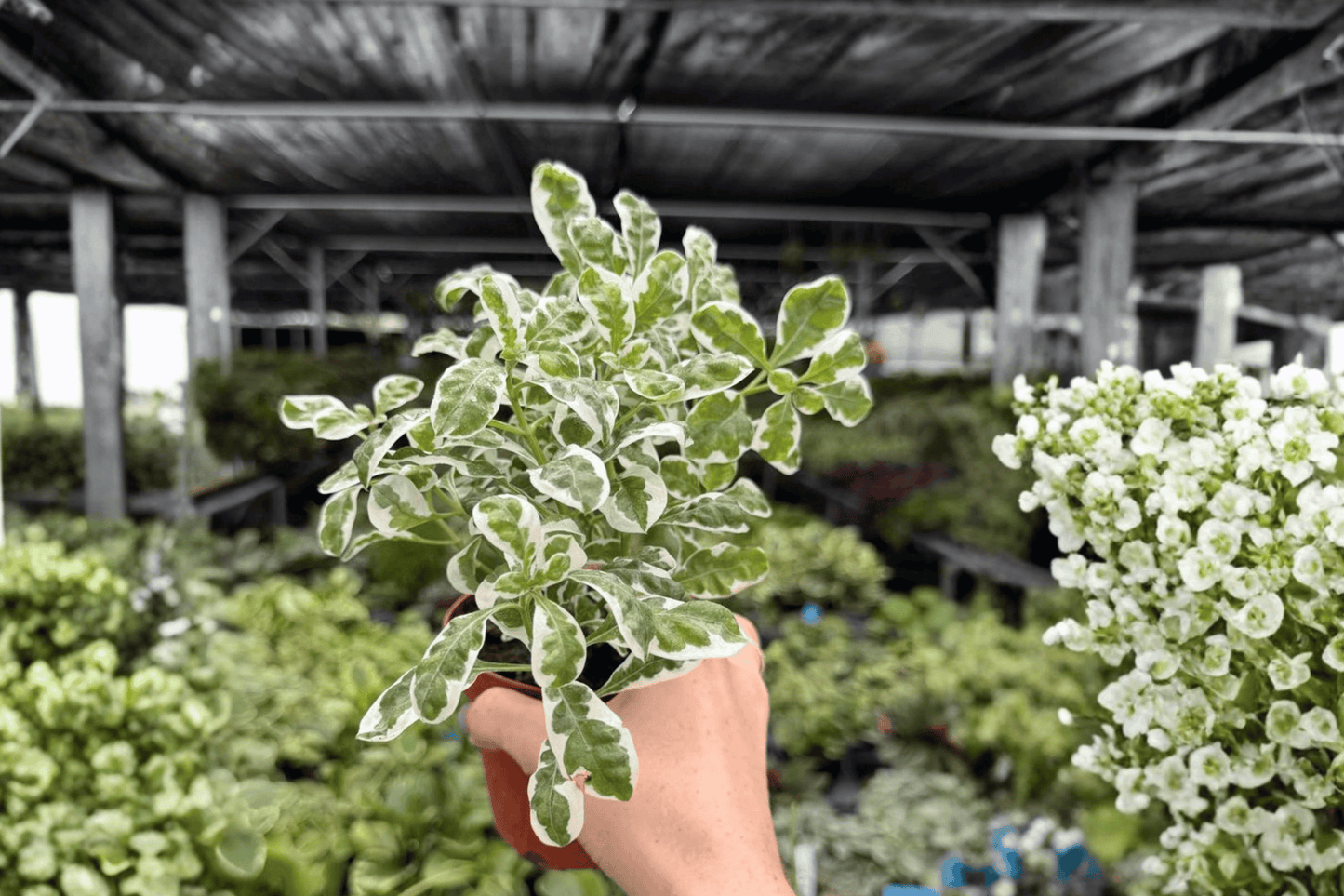 Alternanthera Snow Queen 2 Exact Live Plants – 4-Inch Pots – Alternanthera ‘Snow Queen’