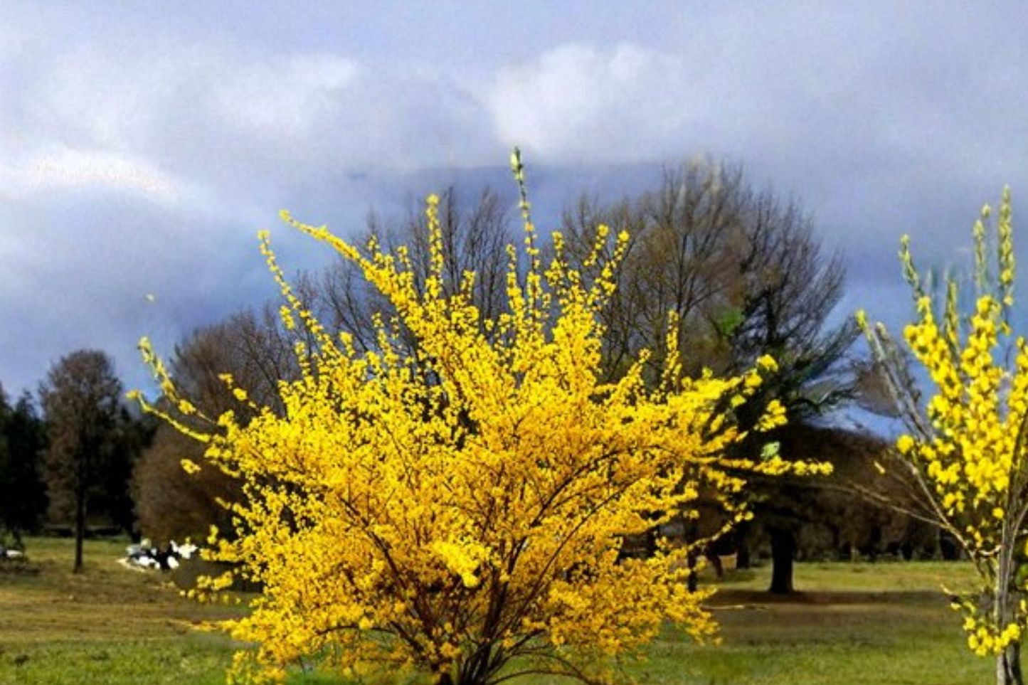 Forsythia Flowering Shrub Live Plant 2-4 Ft Yellow Spring Bloom Landscape Bush Garden Hedge Outdoor Plant