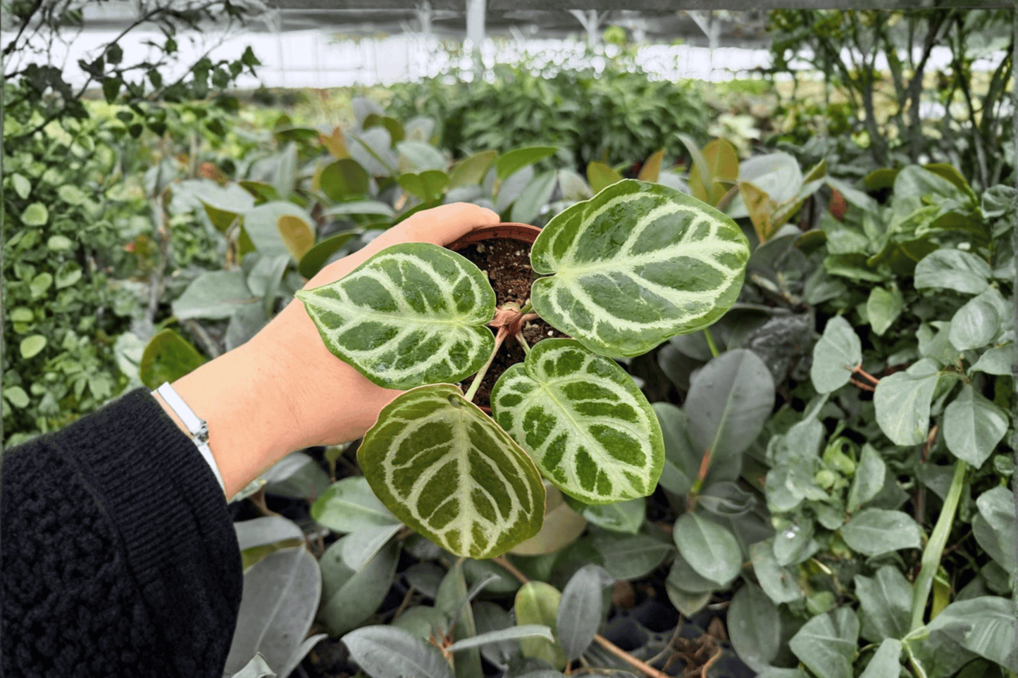 Anthurium Dorayaki x MBR 2 Exact Live Plants – 4-Inch Pots