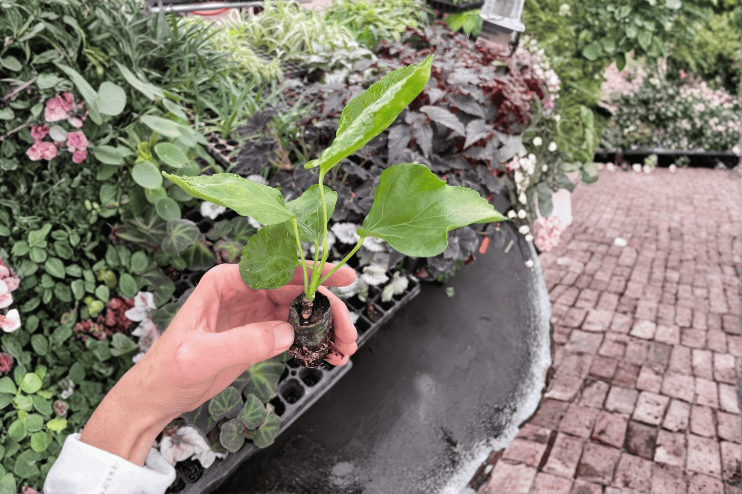 2 Pink Chiffon Hibiscus Starter Plants – Bare Root – Hibiscus rosa-sinensis 'Pink Chiffon'