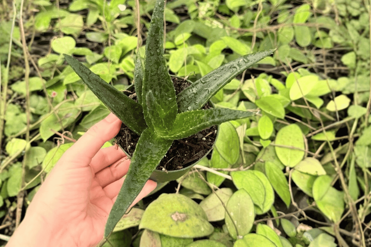 2 Aloe Black Gem Live Plants – 4” Pot – Aloe ‘Black Gem’
