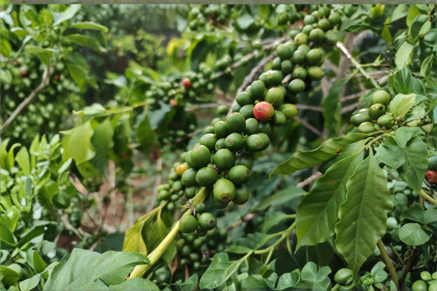 Coffee Arabica Live Plant – 1 Gallon Pot – Coffea arabica Evergreen Plant