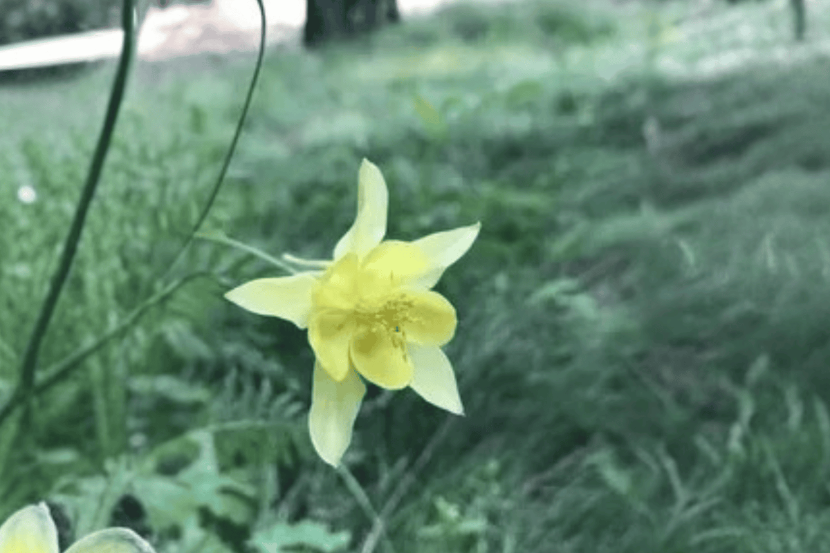 Kirigami Yellow Columbine 1 Live Flowering Perennial, 1 Gallon Pot – Aquilegia ‘Kirigami Yellow’