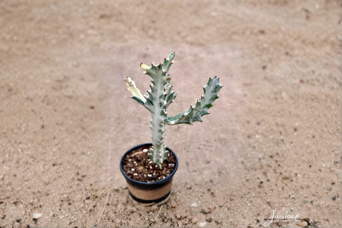 Variegated Trigona Ghost Succulent Live Plant 4 Inch Pot White Euphorbia Indoor Outdoor Houseplant Decorative Gift