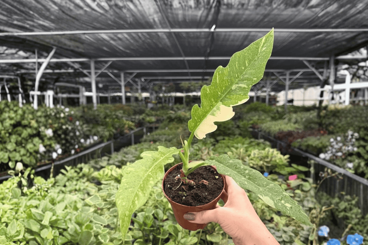2 Exact Plant Philodendron Ring of Fire Live Plants – Specific 4-Inch Pots