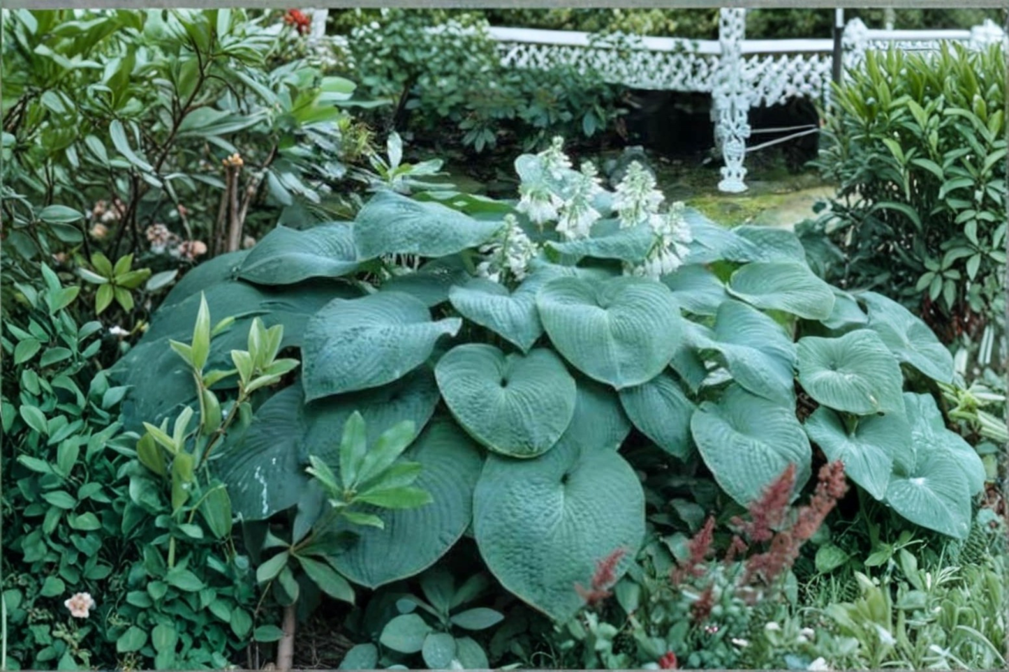 Big Daddy Hosta Starter Plant 3 Inch Pot – Blue Green Shade Perennial Large Leaf Garden Border Plant