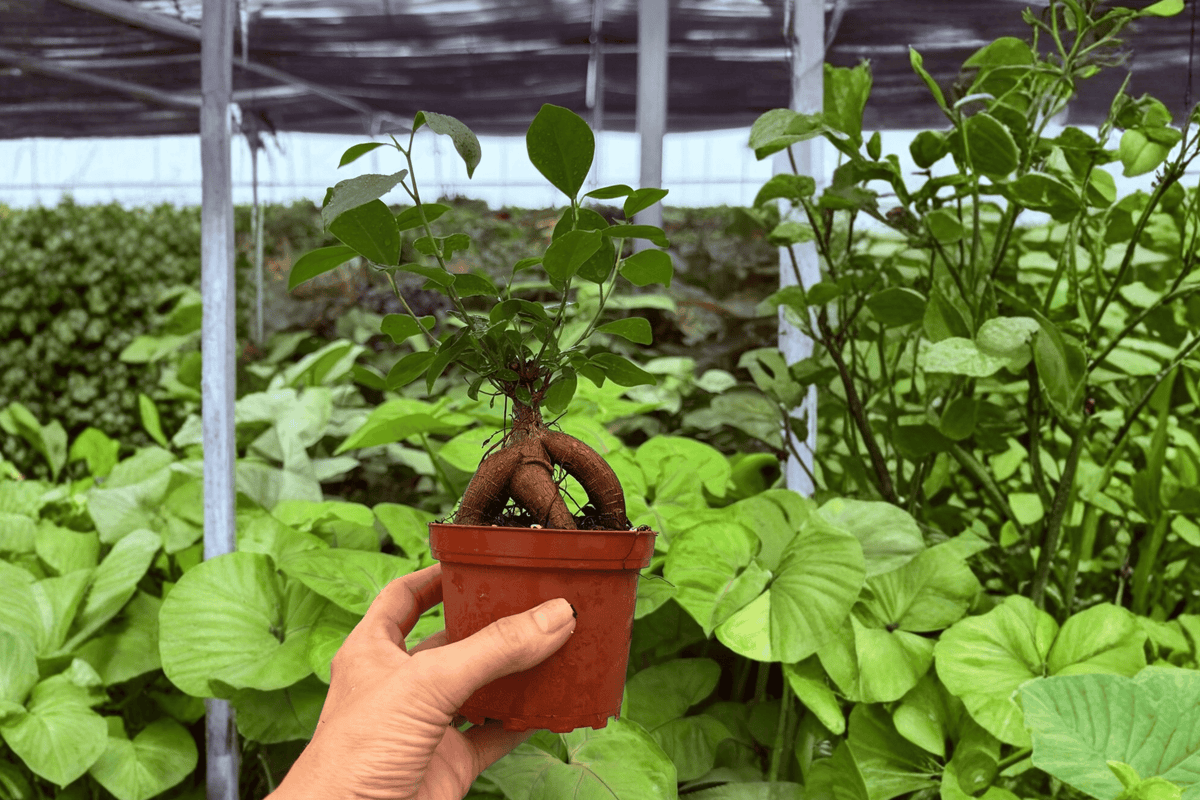 Ficus Ginseng – 2 Exact Live Plants, 4-Inch Size – Ficus microcarpa