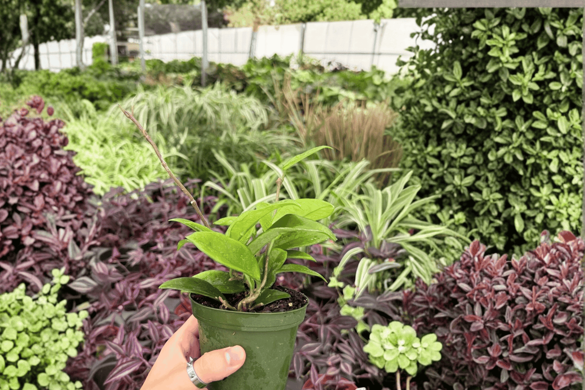 Hoya Jade 2 Exact Live Plants – 4-Inch Pots – Hoya carnosa ‘Jade’