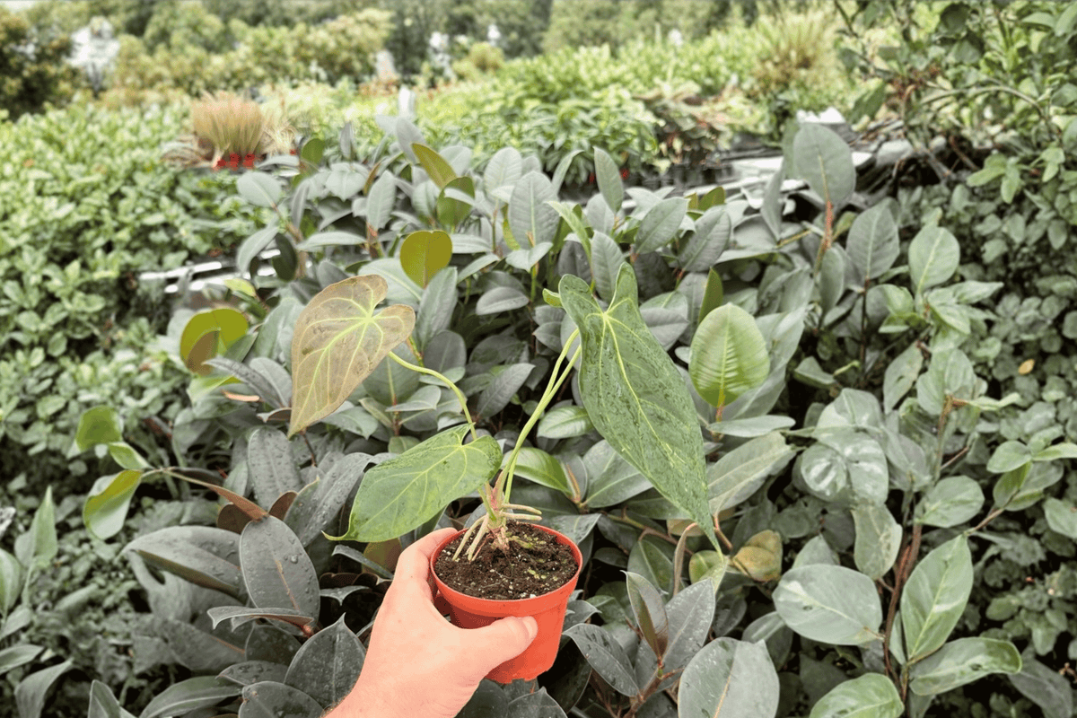 Anthurium Red Stem × Norte 2 Exact Live Plants – Anthurium Hybrid 4” Size Bare Root