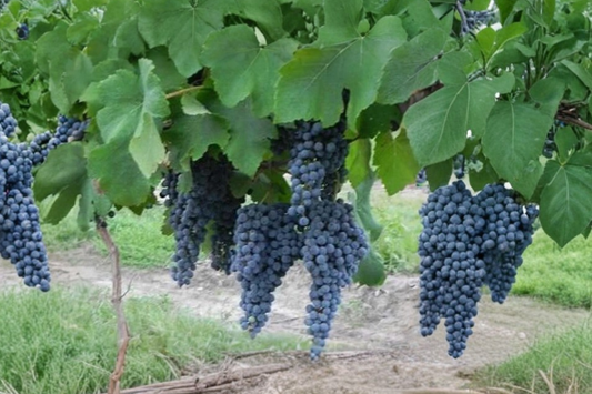 Errante Noir Wine Grape Vine 4-6 Ft Live Plant Dark Grape Vine for Vineyard Trellis Backyard Garden