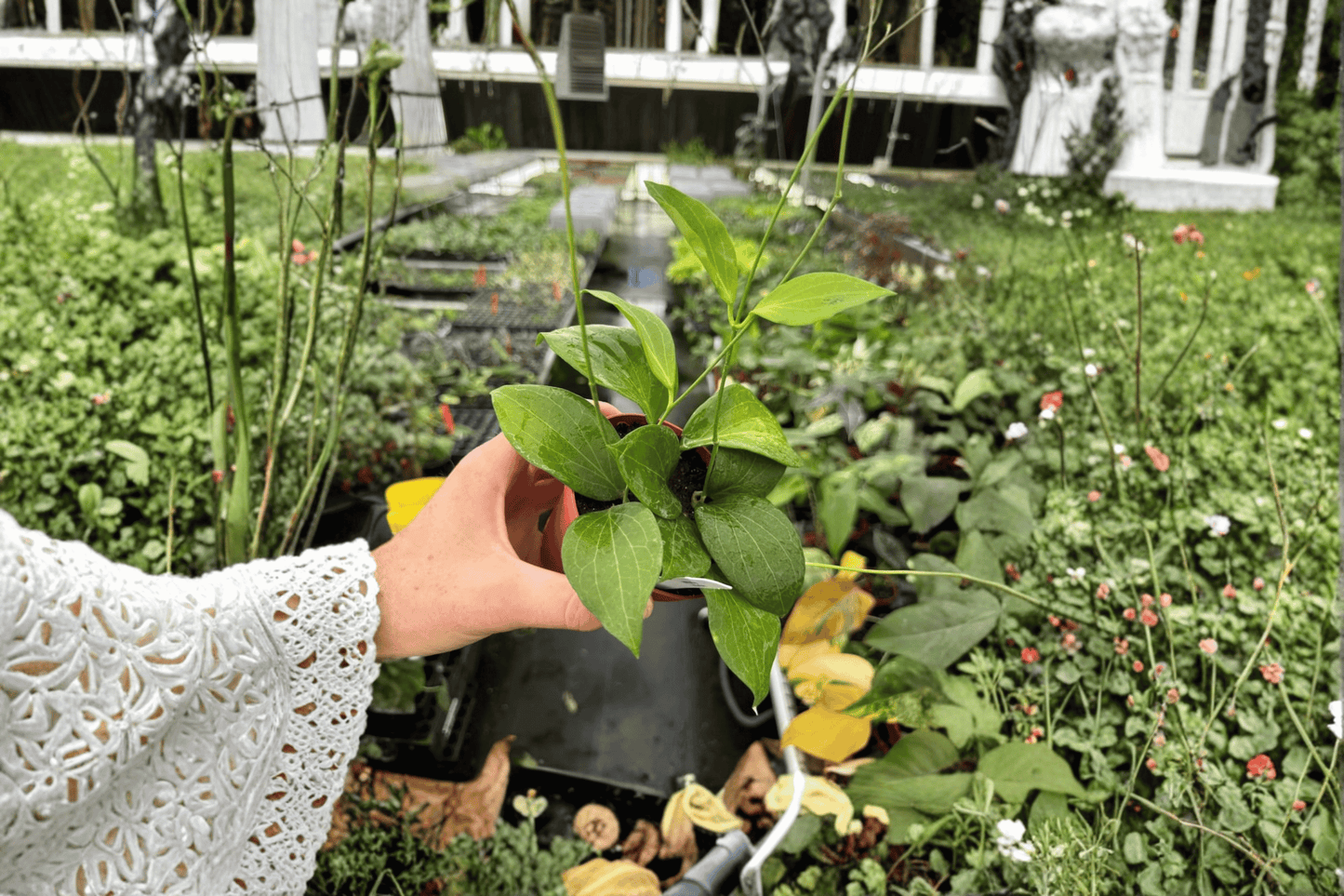 2 Hoya pottsii Live Plants in 4-Inch Pots – Wax Plant
