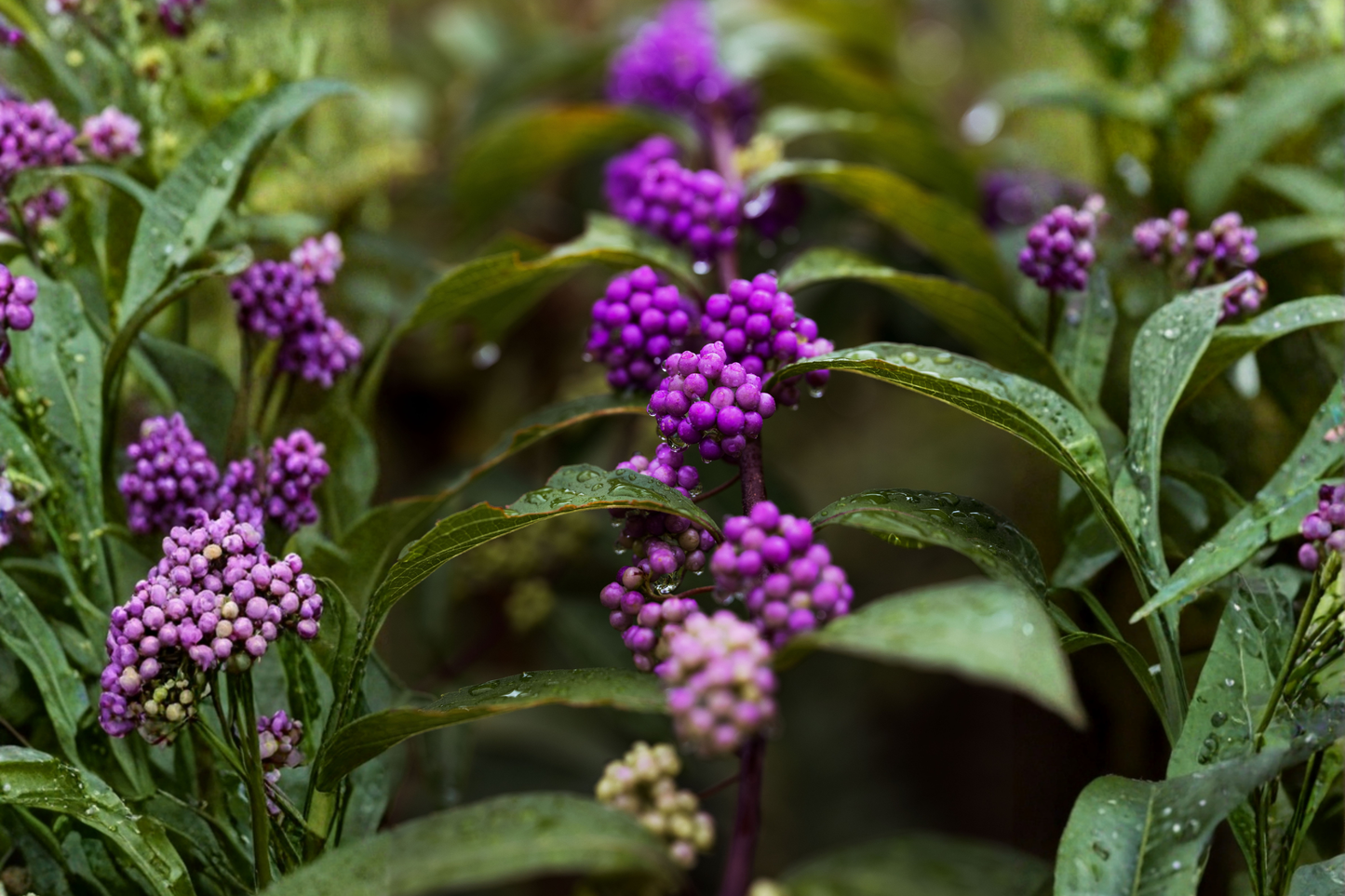 American Beautyberry Live Plant 3.5 Inch Pot – Callicarpa americana