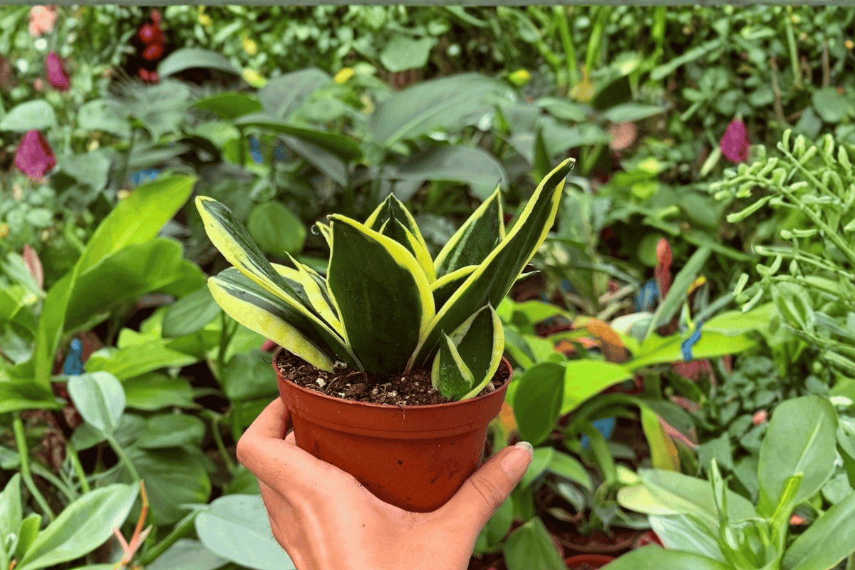Sansevieria Hahnii Lotus – 2 Exact Live Plants in 4” Pots