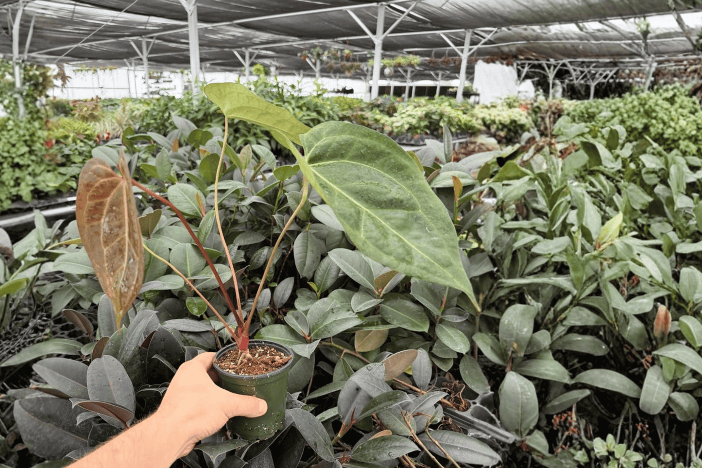 Anthurium Black Sweet x Portillae 2 Exact Live Plants – 4-Inch Pots – Anthurium Hybrid