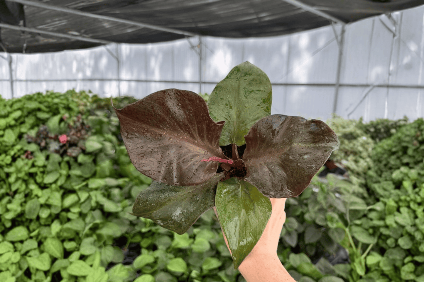 Philodendron Red Heart 2 Exact Live Plants – 4-Inch Pots – Philodendron ‘Red Heart’
