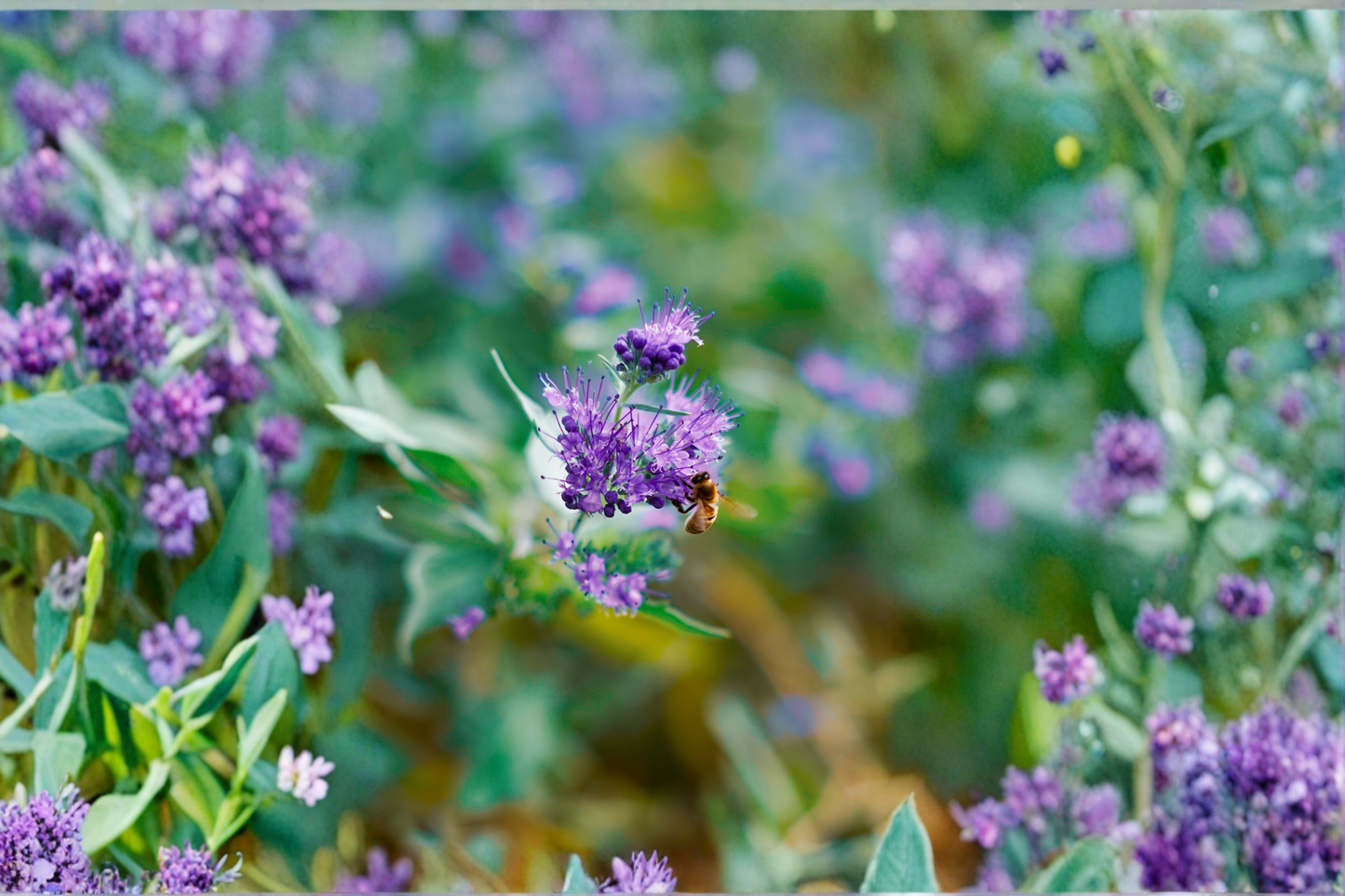 Caryopteris Blue Empire Live Plants 3 Rooted Starters in 1 Qt Pots Blue Mist Shrub Bluebeard Perennial Garden Plants