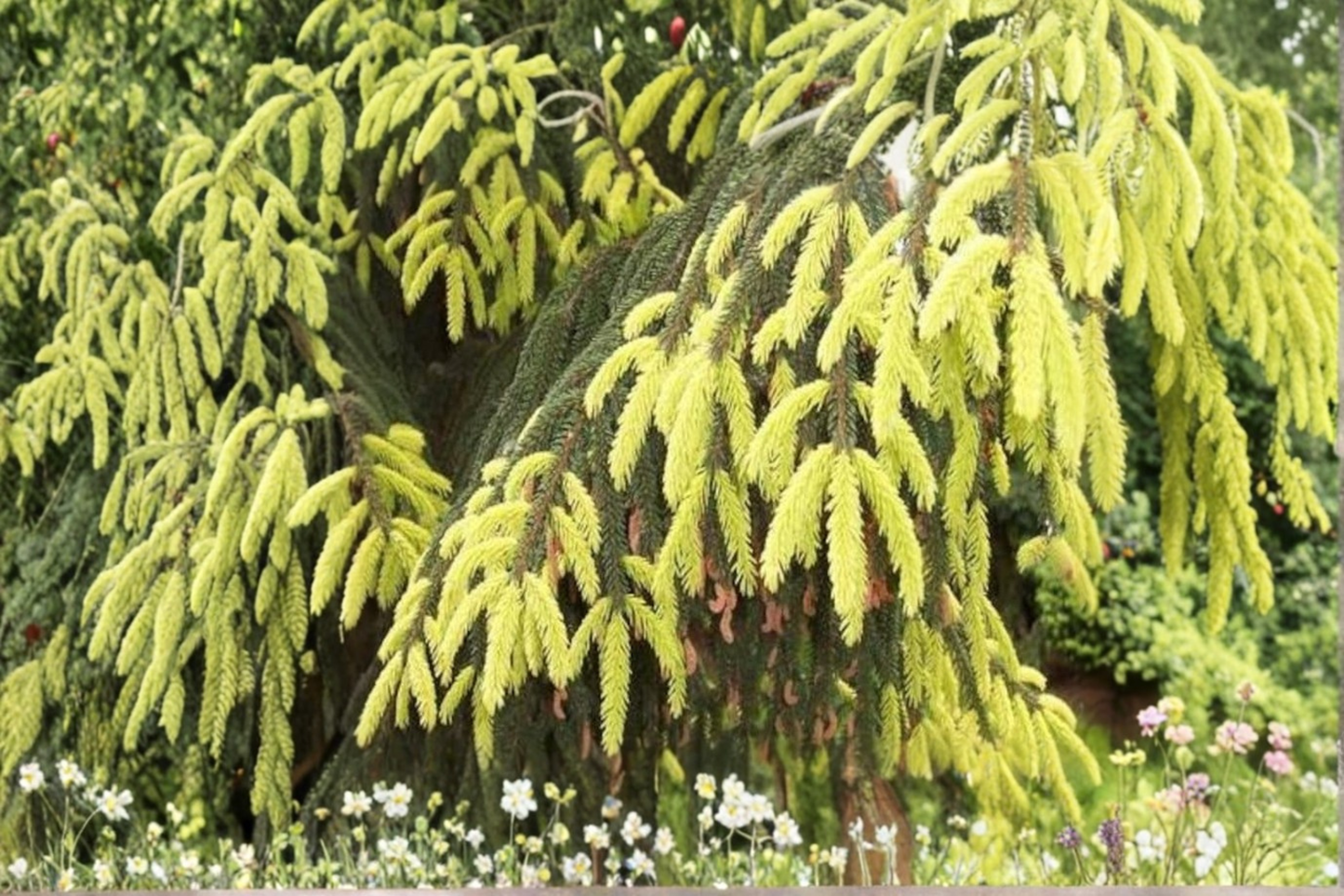 Oriental Spruce ‘Aureospicata’ Live Plant 12” – Picea orientalis Golden New Growth in 1 Gallon Pot