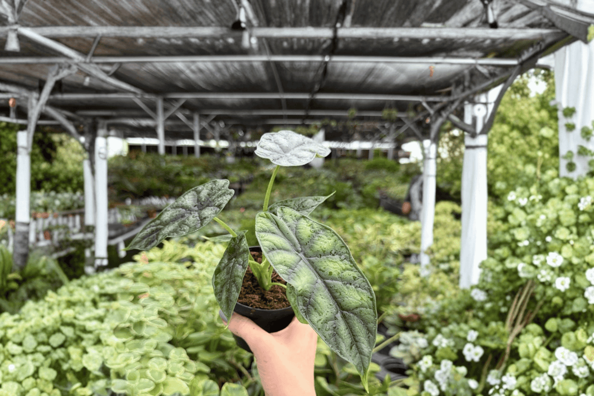 Alocasia Dragon Scale 2 Exact Live Plants – 4-Inch Pots – Alocasia baginda 'Dragon Scale'