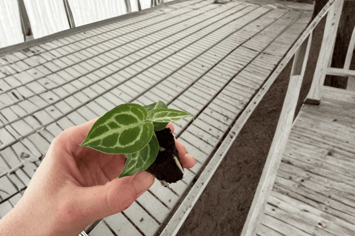 2 Anthurium Dorayaki × Crystallinum Starter Plants – Live Hybrid Aroids
