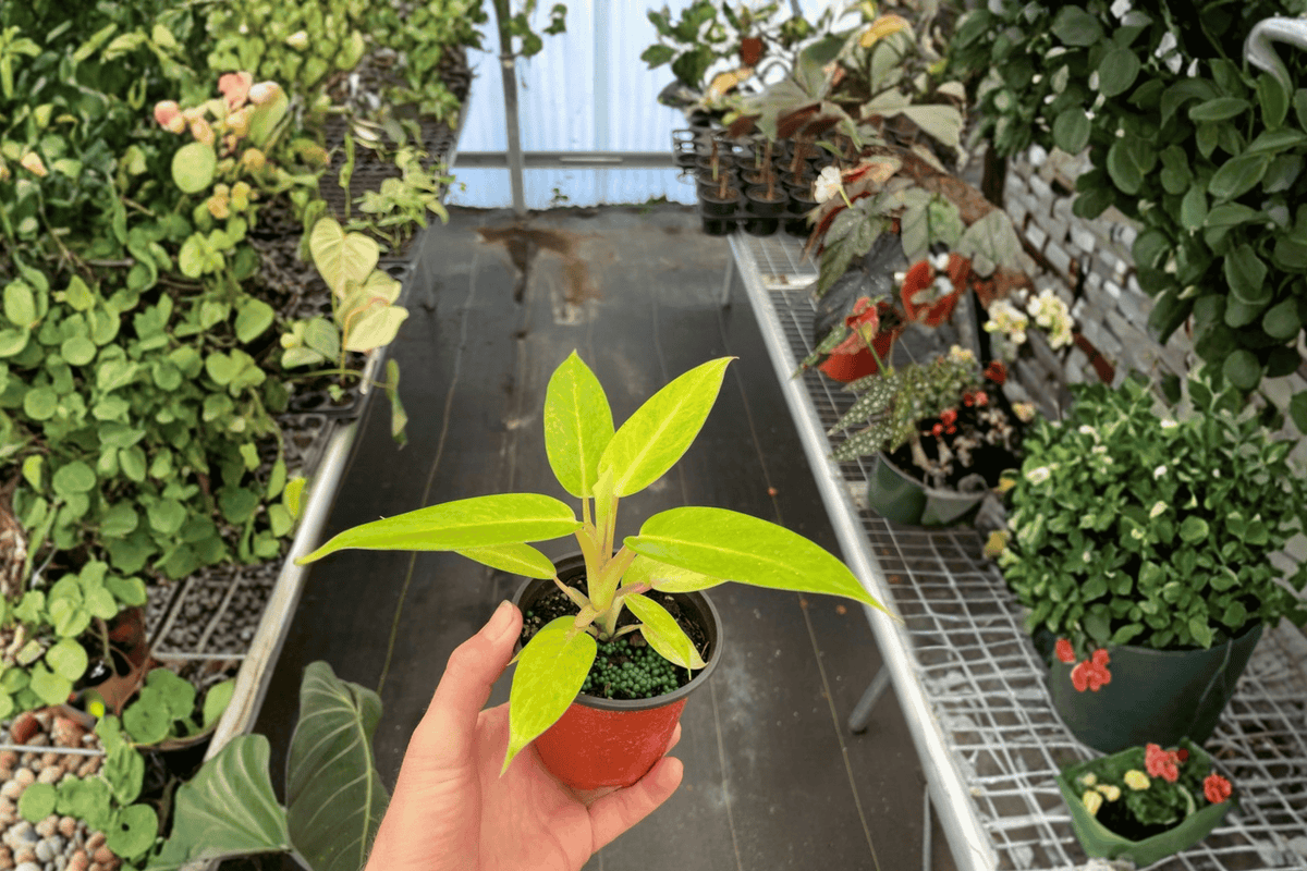 2 Philodendron Calkins Gold Live Plants in 4-Inch Pots – Philodendron ‘Calkins Gold’