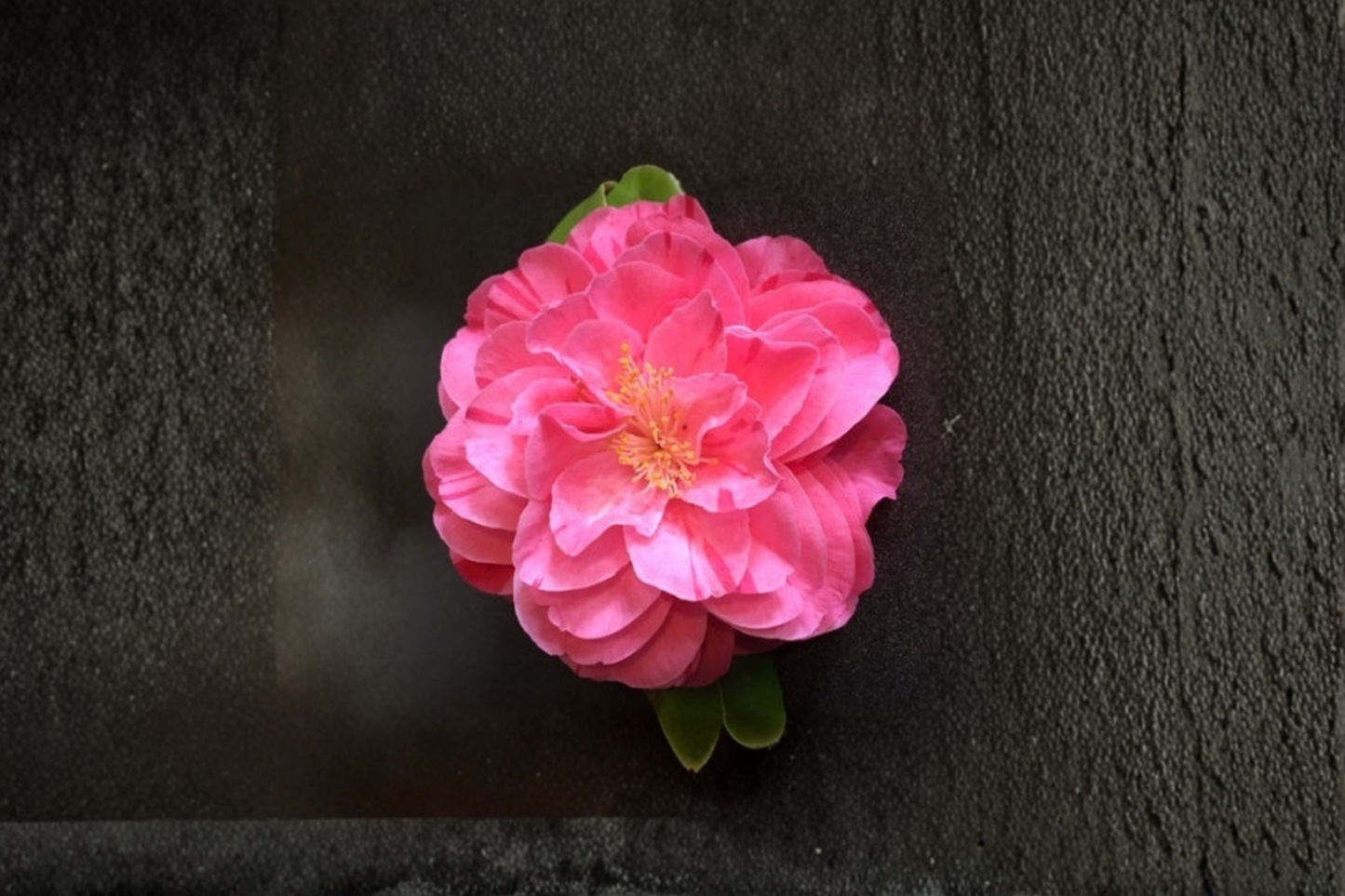 Japanese Camellia ‘Lady Laura’ 1 Gallon Live Plant – Camellia japonica Pink Evergreen Shrub for Shade Garden