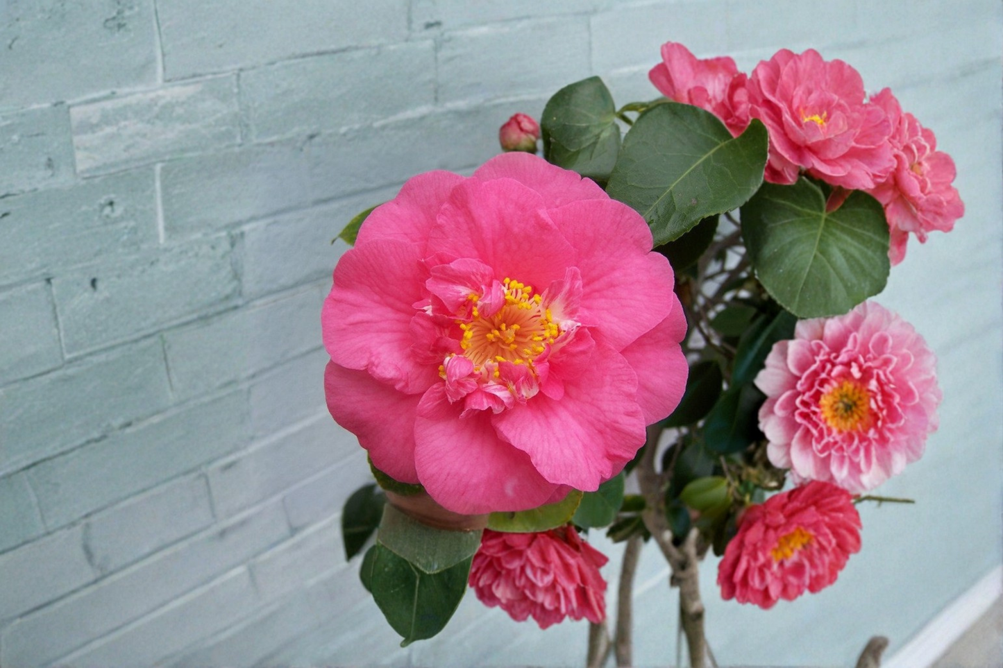 Japanese Camellia Live Plant 3 Gallon Pot – RL Wheeler Pink Flower Evergreen Shrub Shade Garden Ornamental