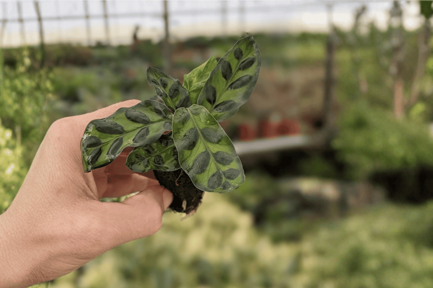2 Calathea Lancifolia (Rattlesnake Plant) Starter Plants – Bare Root – Goeppertia insignis