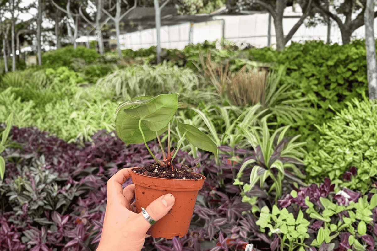 Anthurium Hoffmannii x Green Mamba 2 Exact Live Plants – 4-Inch Pots