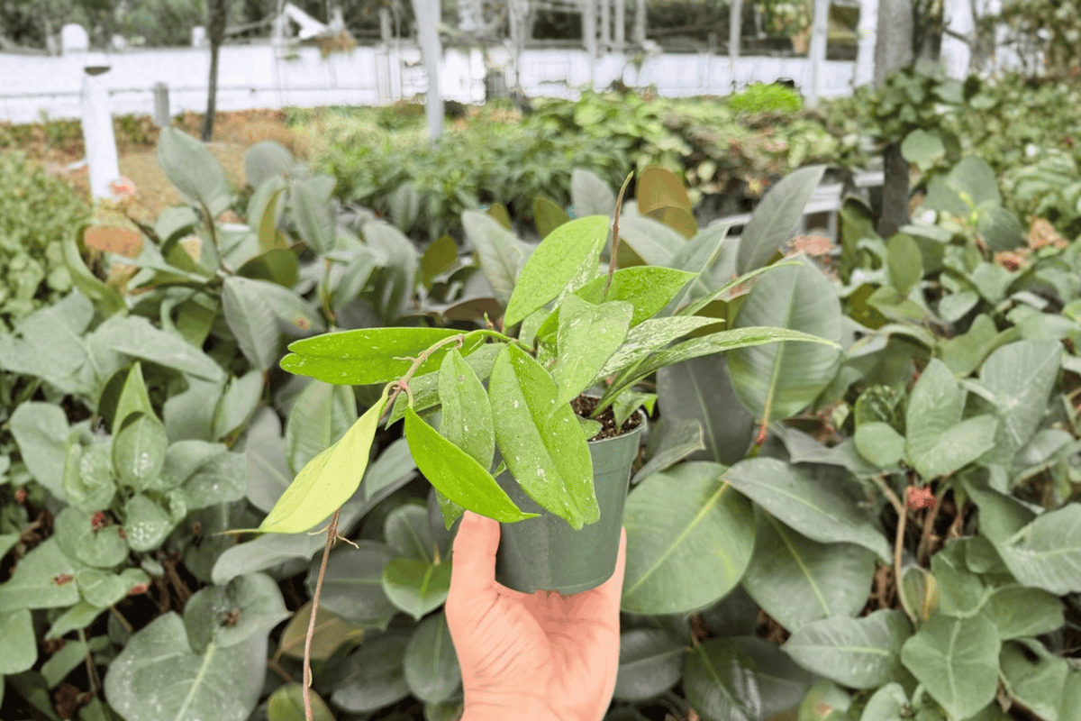 Hoya Pubicalyx Splash 2 Exact Live Plants – Hoya pubicalyx ‘Splash’ Specific 4” Size Bare Root