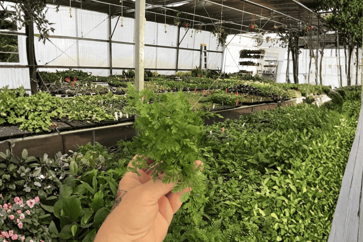 2 White Rabbit's Foot Fern Starter Plants – Bare Root Live Ferns