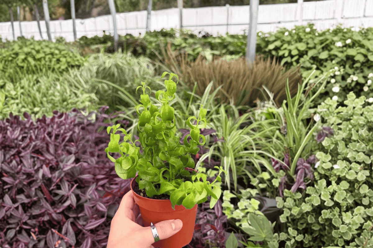 2 Curly Rasta Lipstick Exact Live Plants – Aeschynanthus ‘Rasta’ in 4” Pots