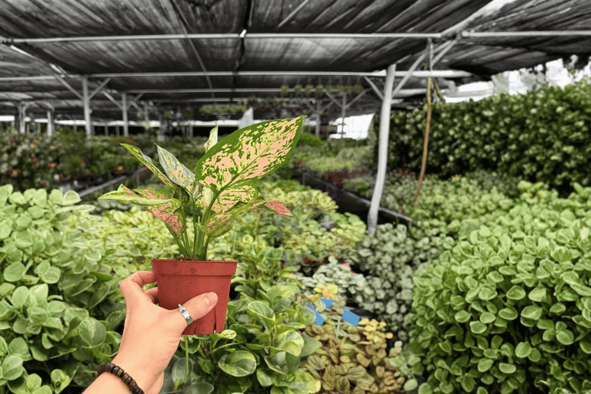 Aglaonema KumKoom 2 Exact Live Plants – Aglaonema ‘KumKoom’ Specific 4” Size Bare Root