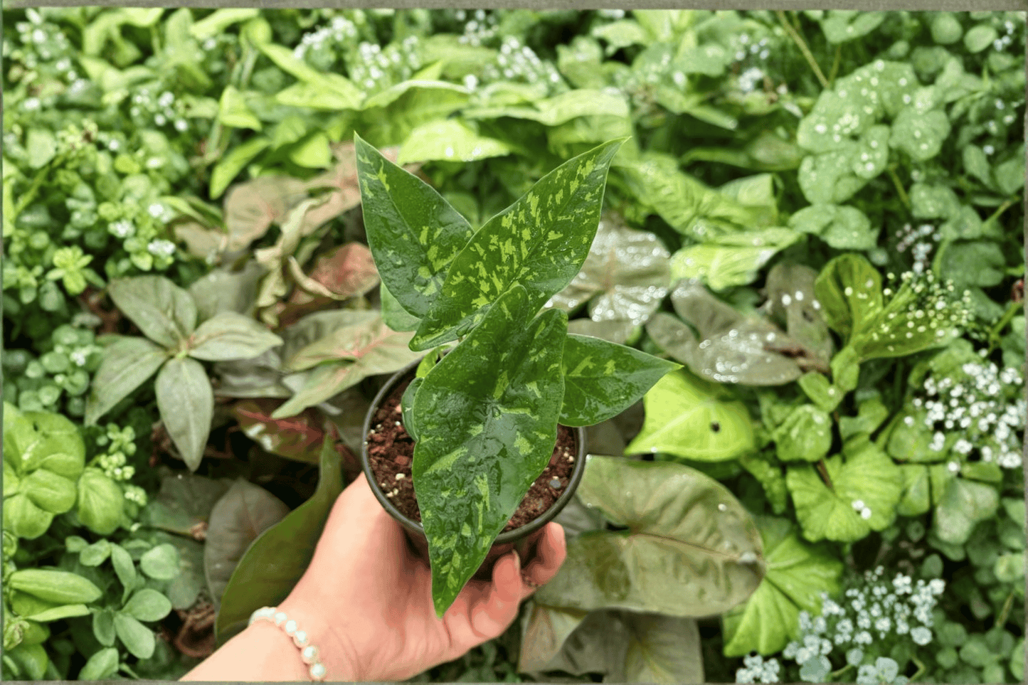2 Exact Alocasia 'Shattered Glass' Live Plants in 4-Inch Pots