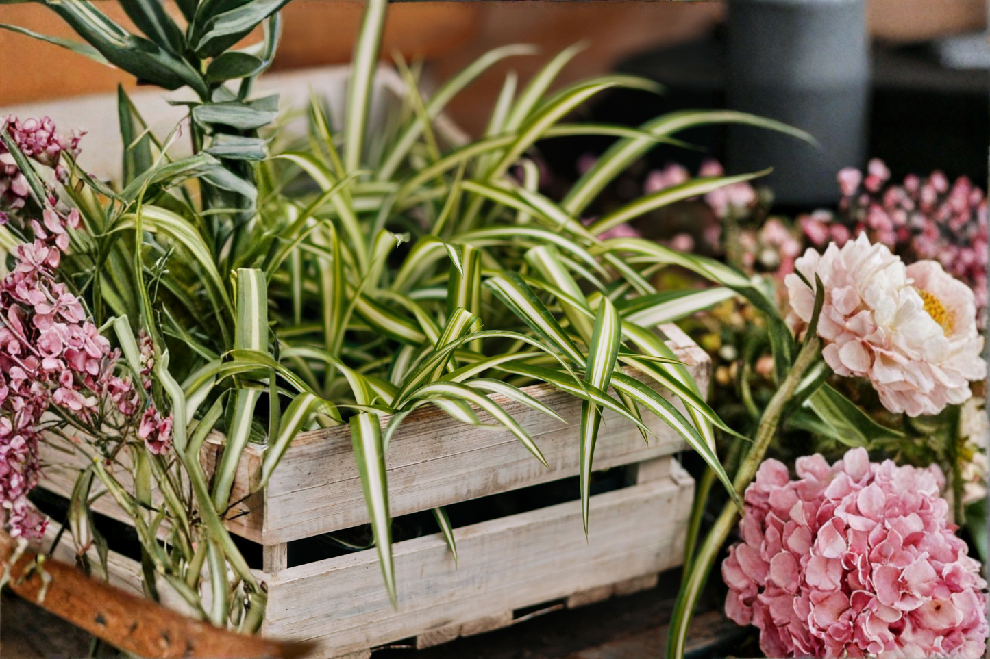 Spider Plant Unrooted Cutting – Chlorophytum comosum – 1 Starter Plant for Indoor & Outdoor Growing