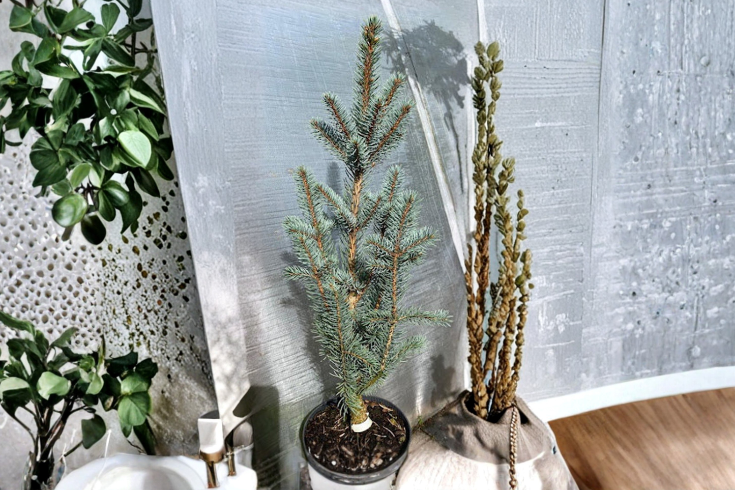 Blue Totem Colorado Blue Spruce Live Plant 10 Inch 1 Gallon Pot Narrow Blue Evergreen Conifer Landscape Tree