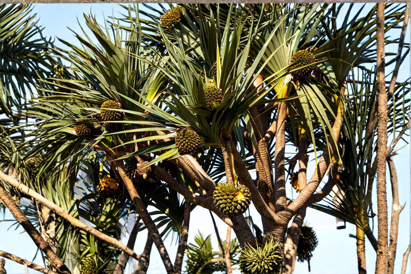 Live Pandan Plant 6–8" Tall No Pot – Pandanus amaryllifolius (Lá Dứa)