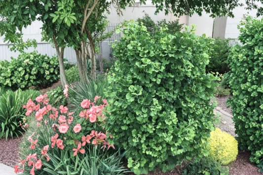 Dwarf Ginkgo ‘Gnome’ Live Plant 8 Inch Tall – Ginkgo biloba Compact Tree 1 Year Graft Ornamental Garden Plant