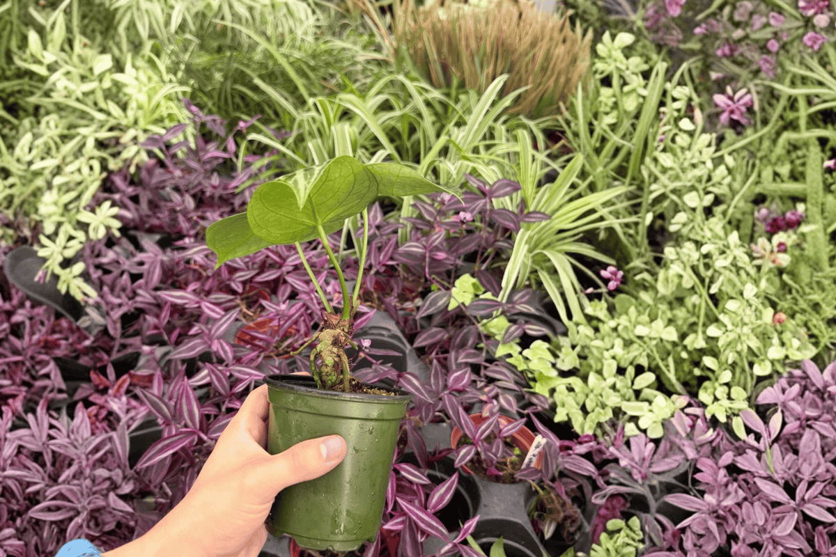 Anthurium Hoffmannii × Crystallinum 2 Exact Live Plants – Specific 4” Size