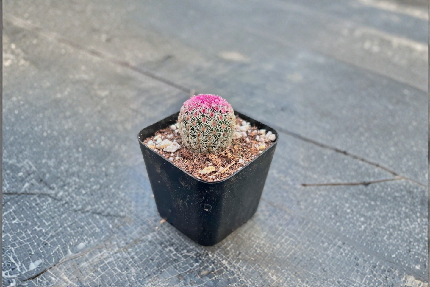 Rainbow Hedgehog Cactus Live Plant Rooted Succulent in 2 Inch Pot Colorful Indoor Outdoor Cactus Houseplant Gift