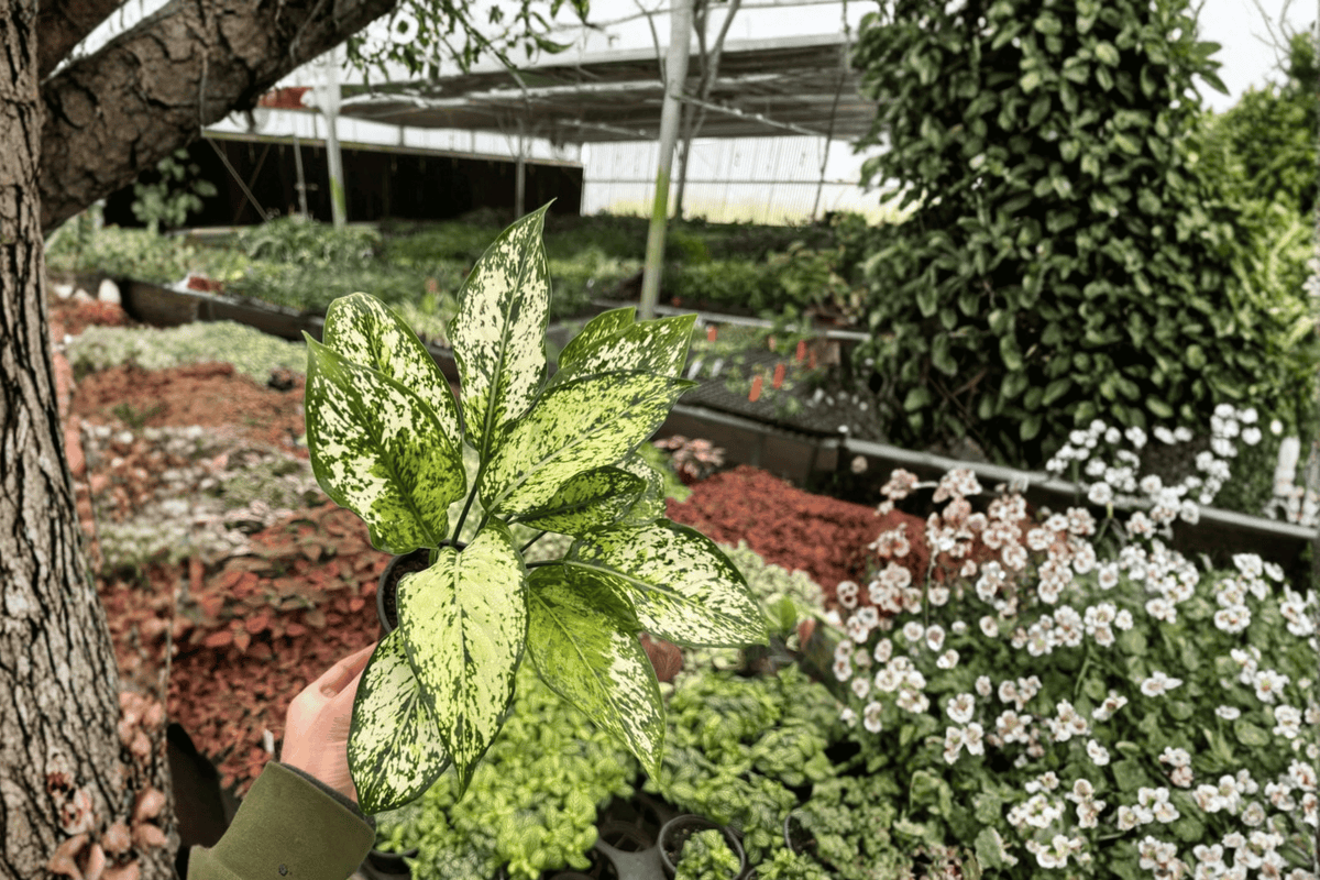 2 Aglaonema Wintery Winehouse Live Plants in 4-Inch Pots