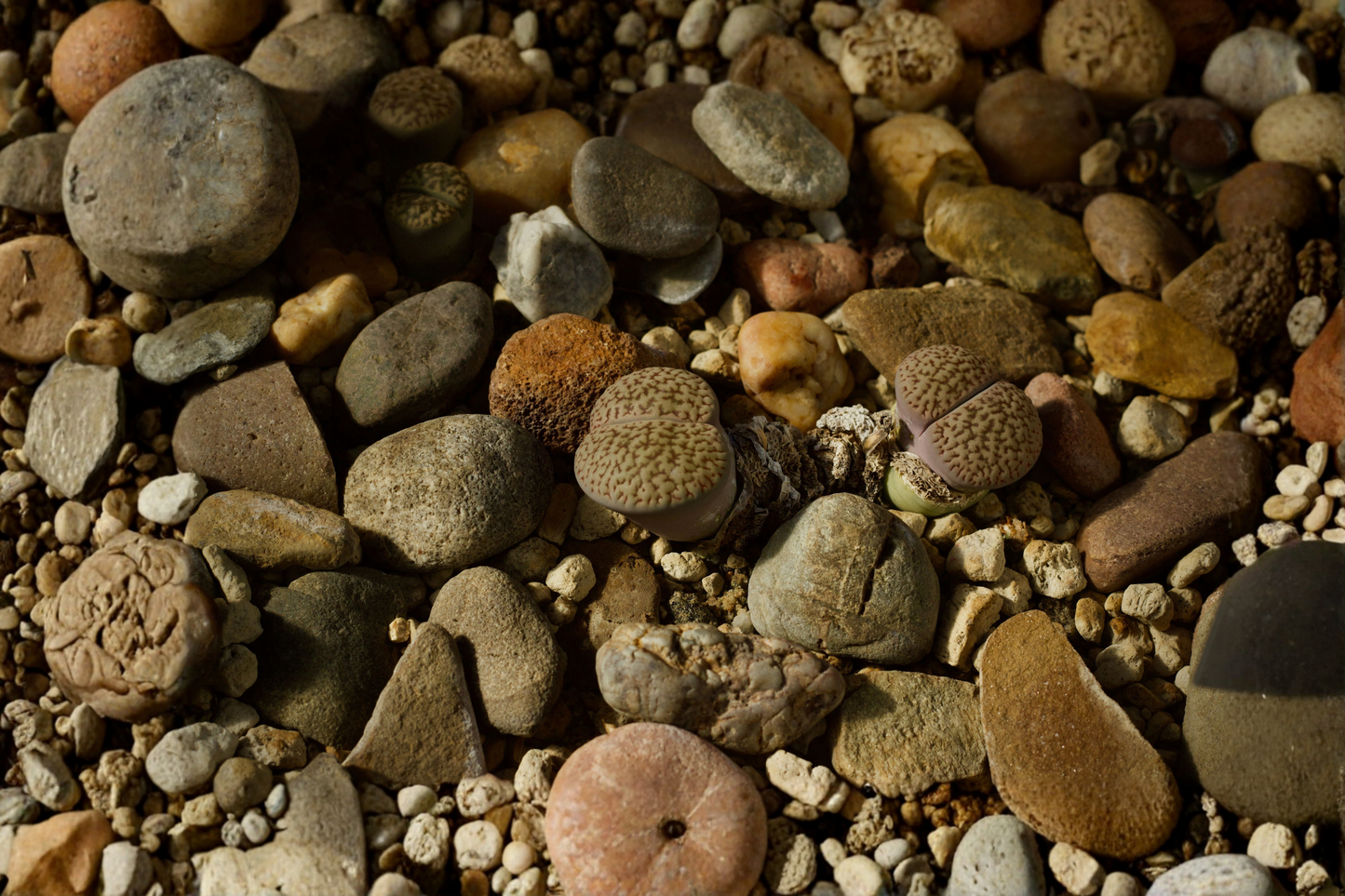 100 Living Stone Lithops Succulent Plants Bare Root – 0.2–0.3 Inch – Live Lithops spp.