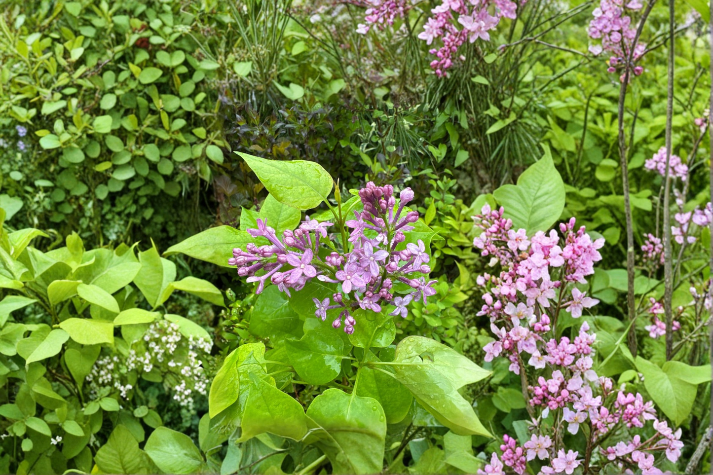 Dwarf French Lilac ‘Prairie Petite’ Live Plant 1 Gallon – Syringa vulgaris Compact Fragrant Flowering Shrub