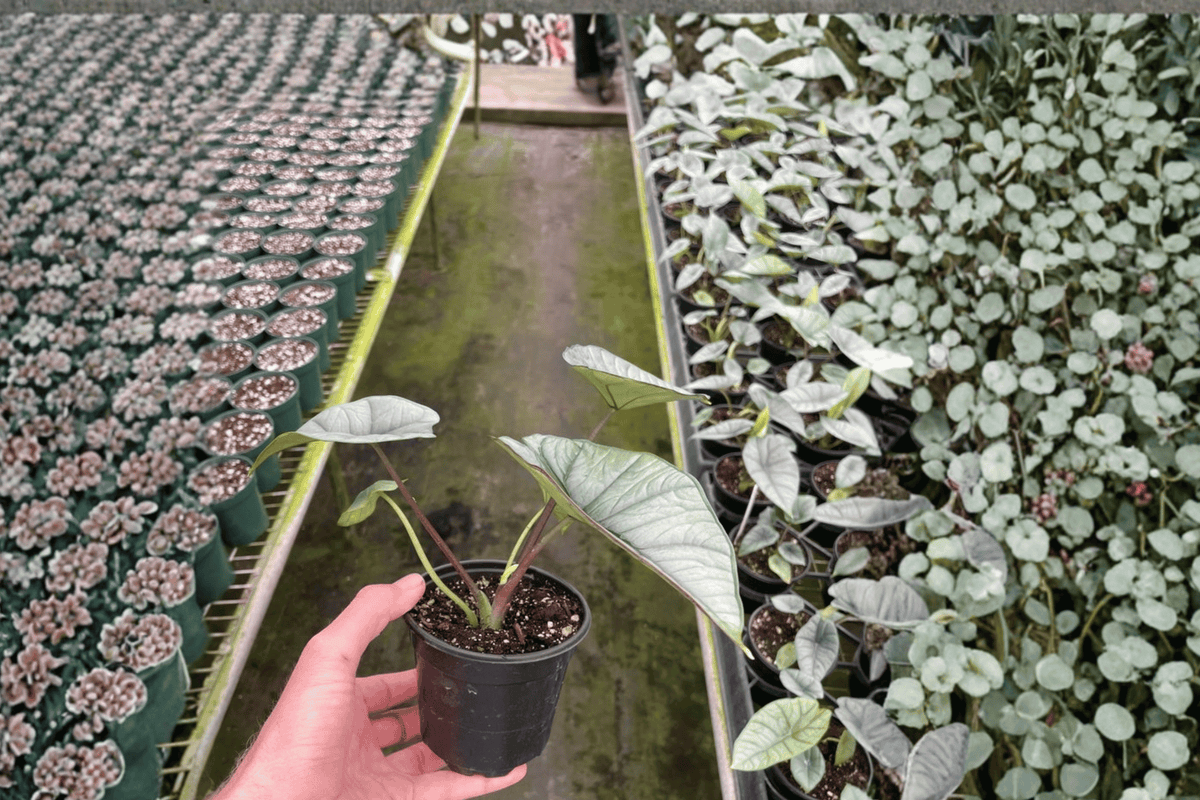 Alocasia Platinum Bisma 2 Live Plants – 4” Size