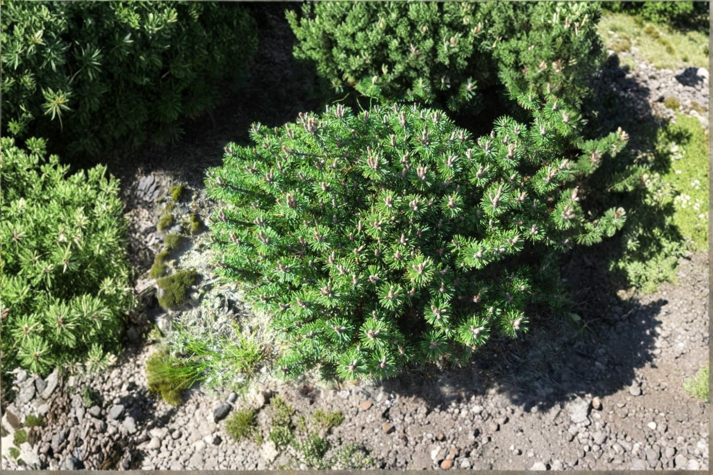Mugo Pine ‘Minima Kalous’ Live Plant 6” – Pinus mugo Dwarf Evergreen Bonsai Starter in 1 Gallon Pot